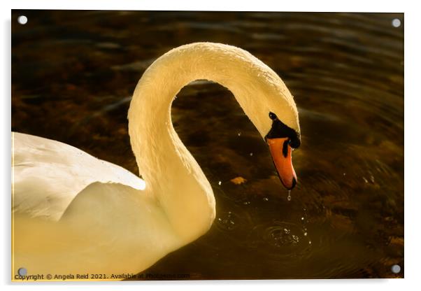 Swan Lake Acrylic by Reidy's Photos
