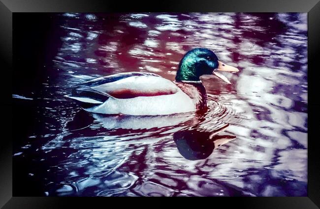 Mallard Duck Framed Print by Avril Harris