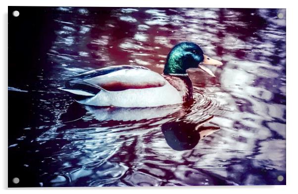 Mallard Duck Acrylic by Avril Harris