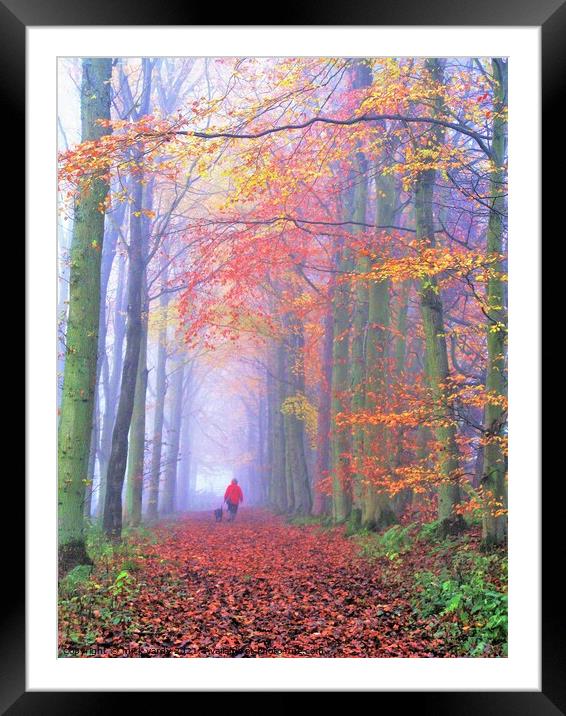 A misty autumn woodland walk Framed Mounted Print by mick vardy