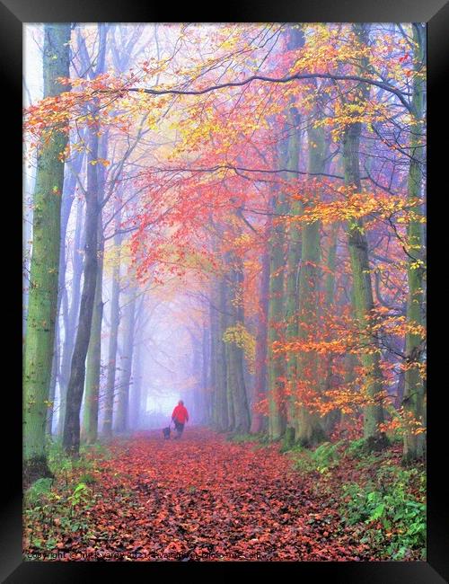 A misty autumn woodland walk Framed Print by mick vardy