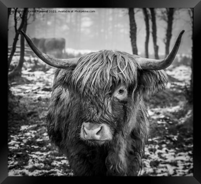 Highland Cow Framed Print by Kamal Purewall