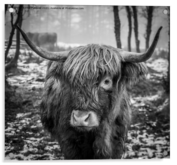 Highland Cow Acrylic by Kamal Purewall