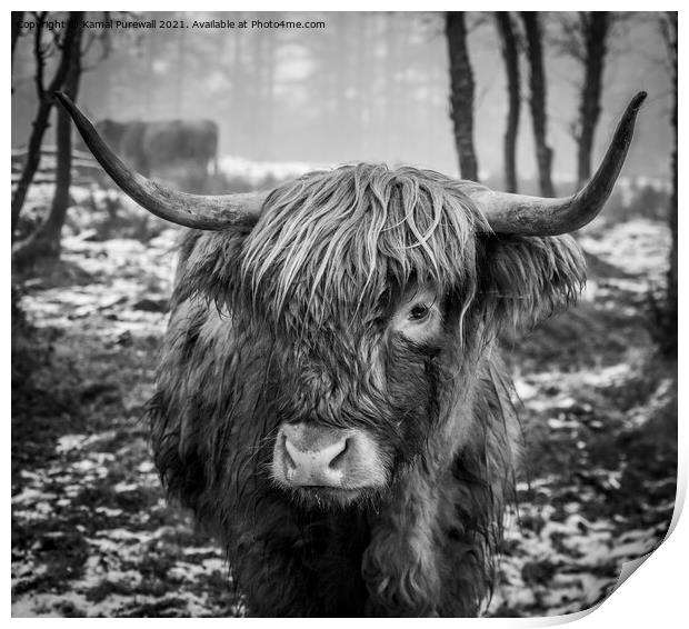 Highland Cow Print by Kamal Purewall