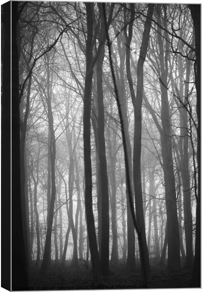 woodland symmetry Canvas Print by Simon Johnson