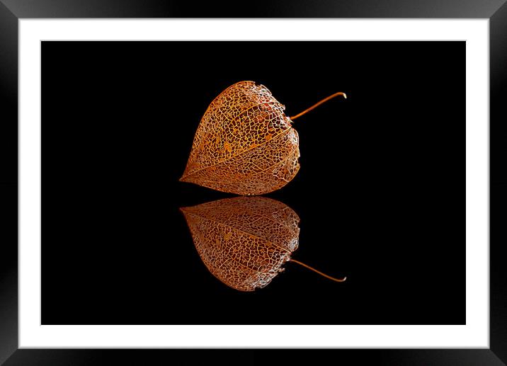 Chinese Lantern Plant Framed Mounted Print by Alison Chambers