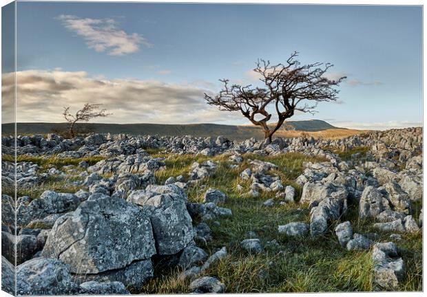 Towards Whernside from Ingleborough, Yorkshire Dales  Canvas Print by Tony Gaskins