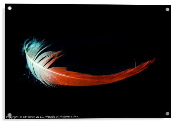 Flamingo feather Acrylic by Cliff Kinch