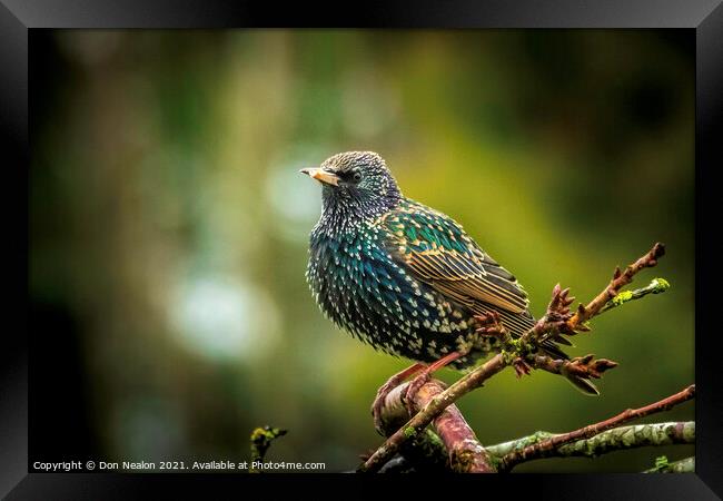 Majestic Starling on the Branch Framed Print by Don Nealon