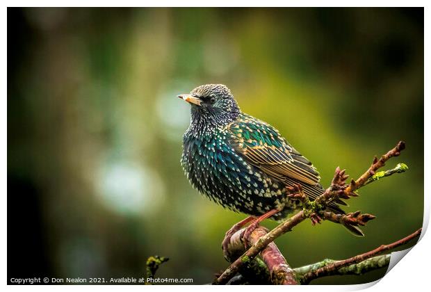 Majestic Starling on the Branch Print by Don Nealon