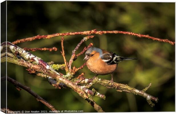 Majestic Chaffinch Sitting on Branch Canvas Print by Don Nealon