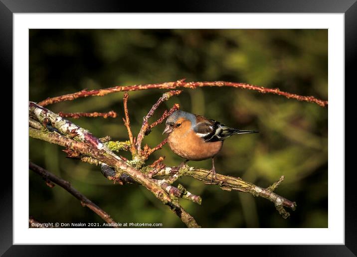 Majestic Chaffinch Sitting on Branch Framed Mounted Print by Don Nealon