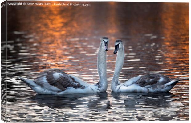 Inmature mute swans Canvas Print by Kevin White