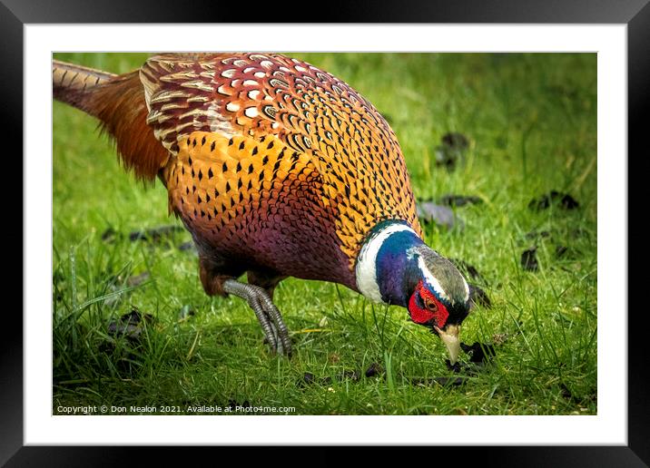 A Pheasant looking for food Framed Mounted Print by Don Nealon