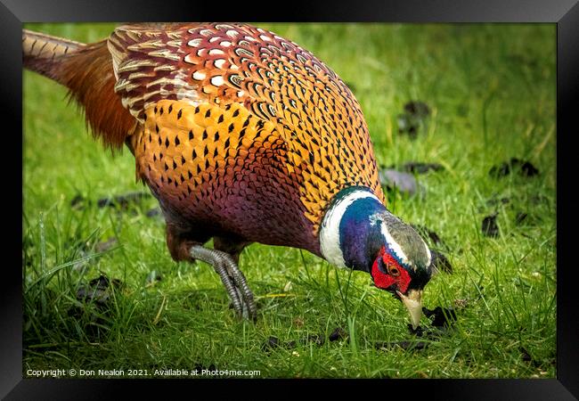 A Pheasant looking for food Framed Print by Don Nealon