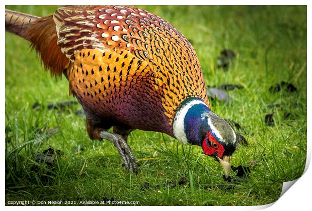 A Pheasant looking for food Print by Don Nealon