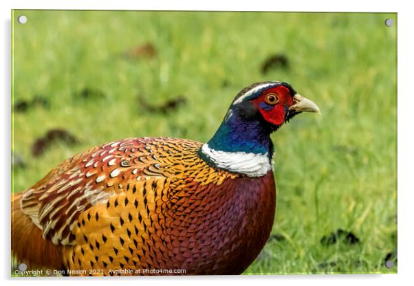 A striking male Pheasant Acrylic by Don Nealon