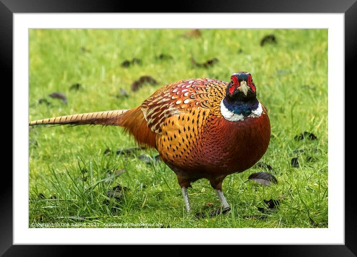 Majestic Male Pheasant Framed Mounted Print by Don Nealon