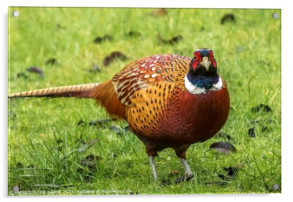 Majestic Male Pheasant Acrylic by Don Nealon