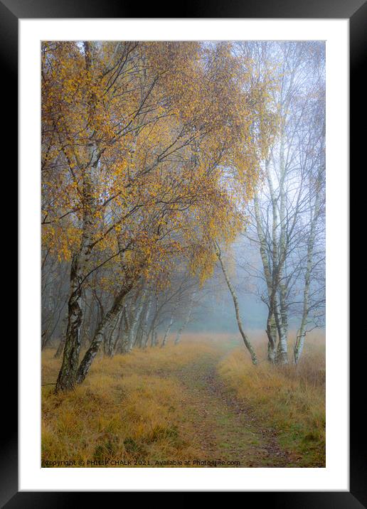 Autumnal silver birch  golden tree 42 Framed Mounted Print by PHILIP CHALK