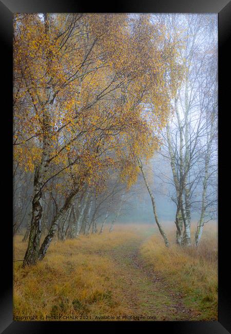 Autumnal silver birch  golden tree 42 Framed Print by PHILIP CHALK