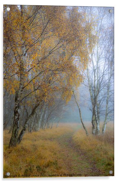 Autumnal silver birch  golden tree 42 Acrylic by PHILIP CHALK