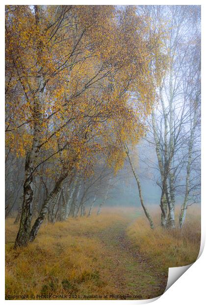 Autumnal silver birch  golden tree 42 Print by PHILIP CHALK