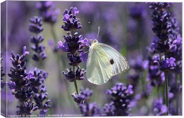Cabbage White Butterfly Amongst Lavender Canvas Print by Imladris 