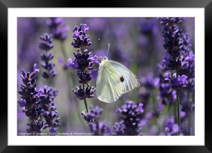Cabbage White Butterfly Amongst Lavender Framed Mounted Print by Imladris 