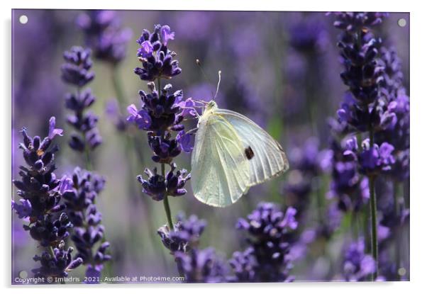 Cabbage White Butterfly Amongst Lavender Acrylic by Imladris 