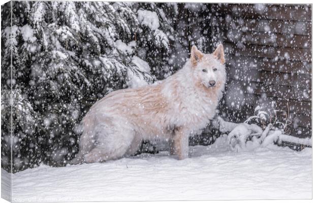 A dog that is covered in snow Canvas Print by Jason Atack