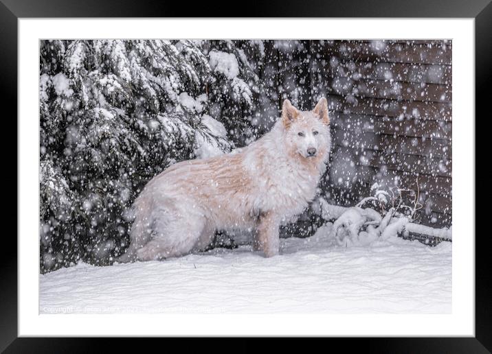 A dog that is covered in snow Framed Mounted Print by Jason Atack