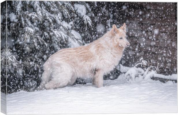 A dog sitting in the snow Canvas Print by Jason Atack