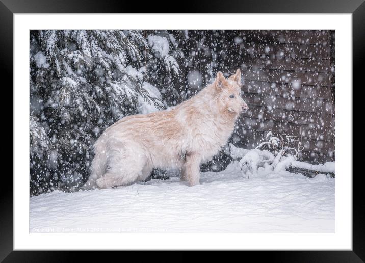 A dog sitting in the snow Framed Mounted Print by Jason Atack