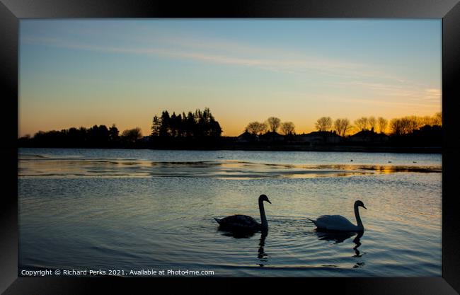 Swans at Sunrise Framed Print by Richard Perks
