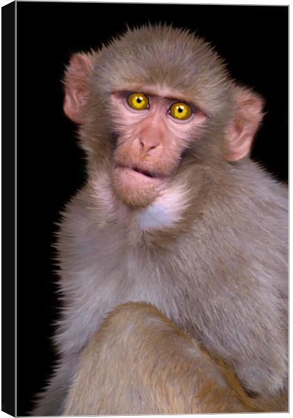 Young Rhesus Macaque Paintover Effect Canvas Print by Serena Bowles