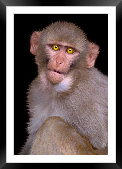 Young Rhesus Macaque Paintover Effect Framed Mounted Print by Serena Bowles