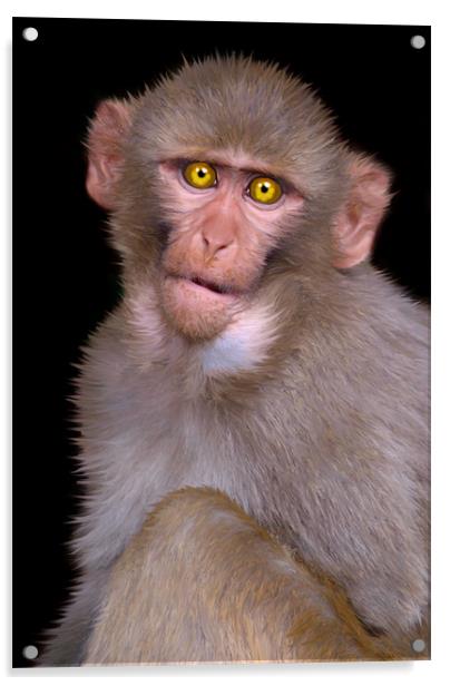 Young Rhesus Macaque Paintover Effect Acrylic by Serena Bowles