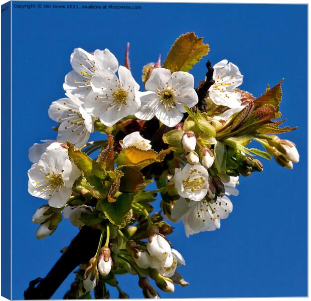 Apple Blossom Time Canvas Print by Jim Jones