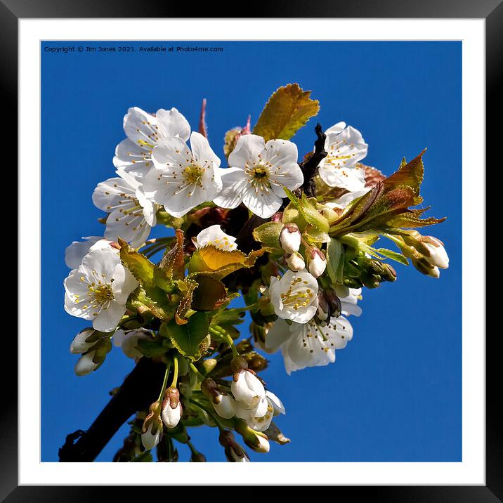 Apple Blossom Time Framed Mounted Print by Jim Jones