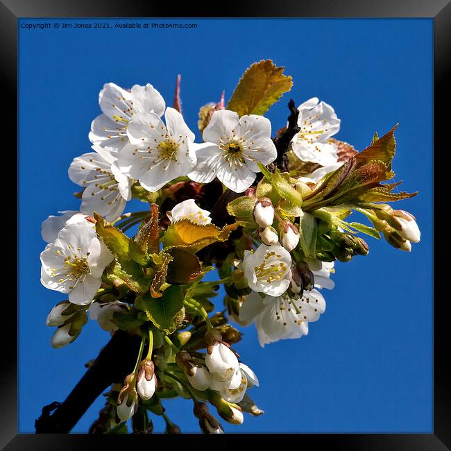 Apple Blossom Time Framed Print by Jim Jones
