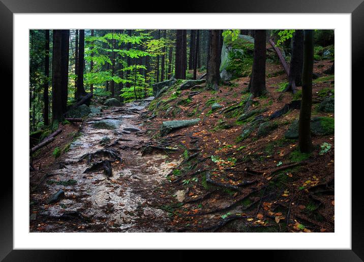 Wild Path In Mountain Forest Framed Mounted Print by Artur Bogacki