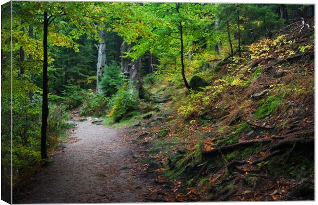Footpath in Mountain Forest Canvas Print by Artur Bogacki