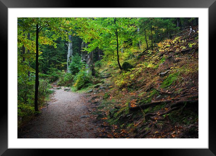 Footpath in Mountain Forest Framed Mounted Print by Artur Bogacki