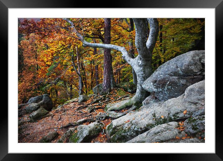 Autumn In Mountain forest Framed Mounted Print by Artur Bogacki