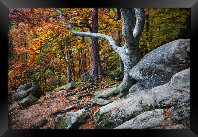 Autumn In Mountain forest Framed Print by Artur Bogacki