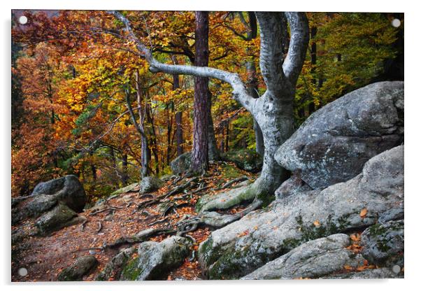 Autumn In Mountain forest Acrylic by Artur Bogacki