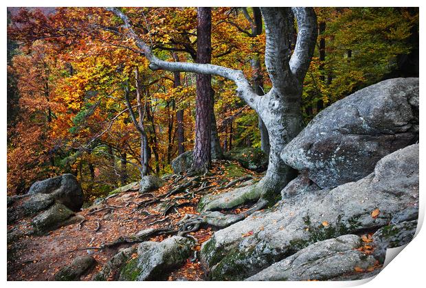 Autumn In Mountain forest Print by Artur Bogacki