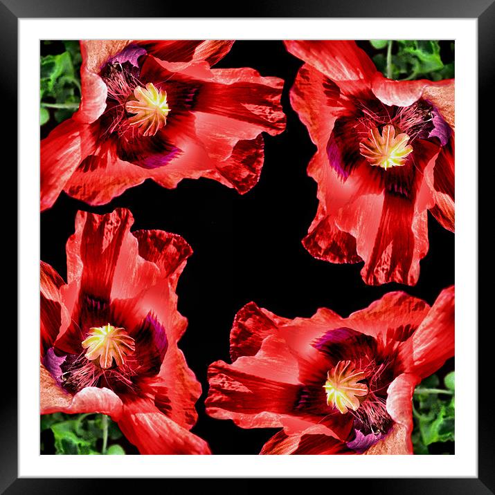 poppy square Framed Mounted Print by Heather Newton