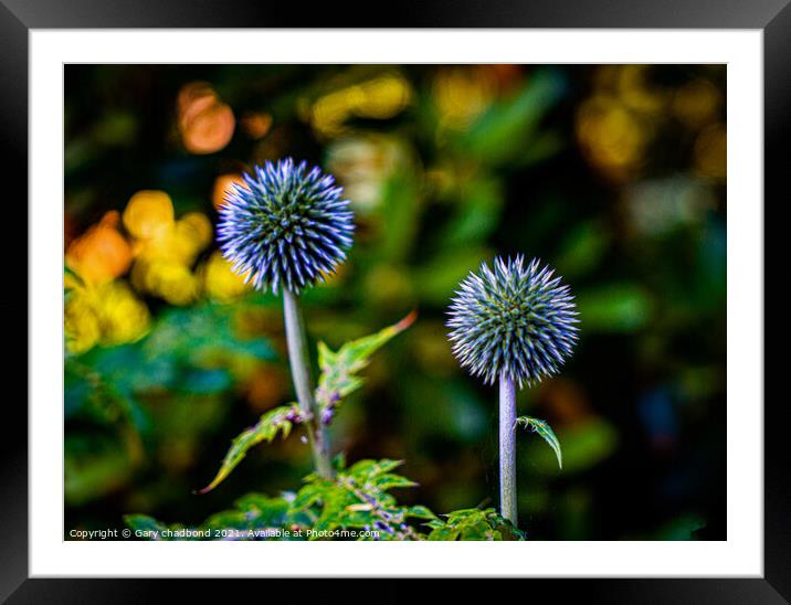Thistle Framed Mounted Print by Gary chadbond